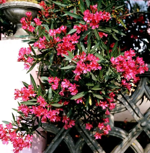 Adelfa o Nerium oleander