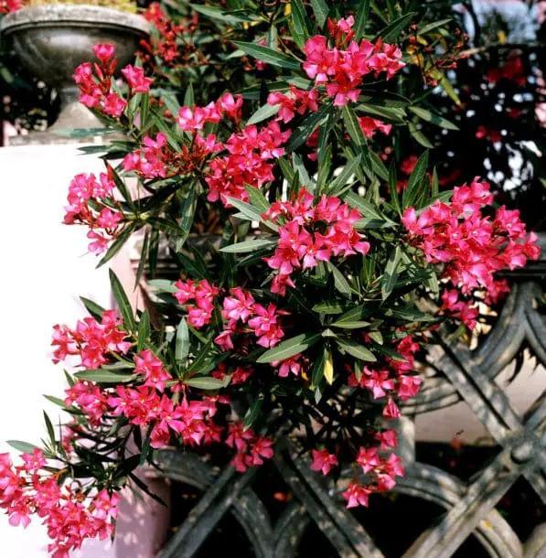Adelfa o Nerium oleander
