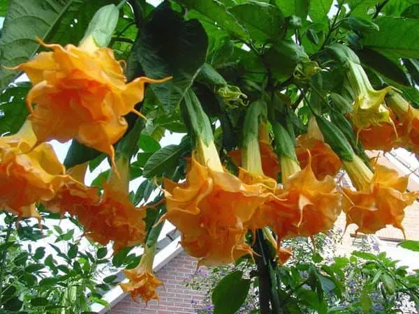 brugmansia-naranja