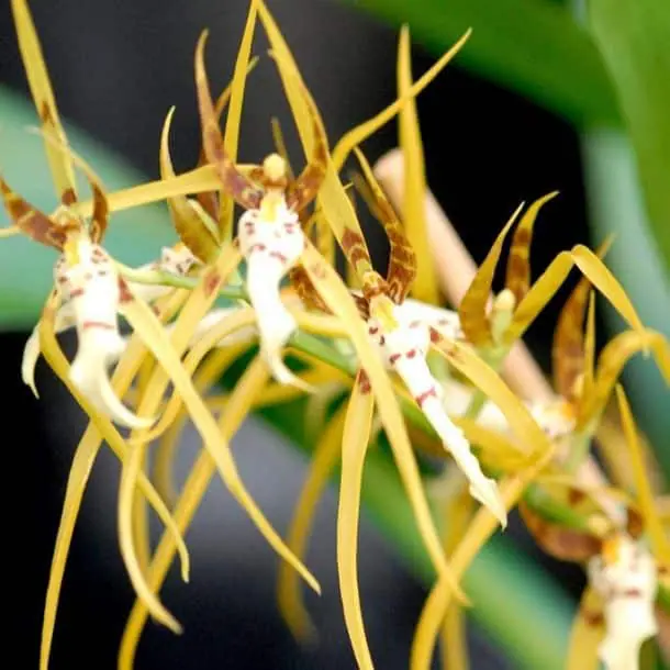 Orquídea Araña Cuidados Y Cultivo De Las Brassia 3455