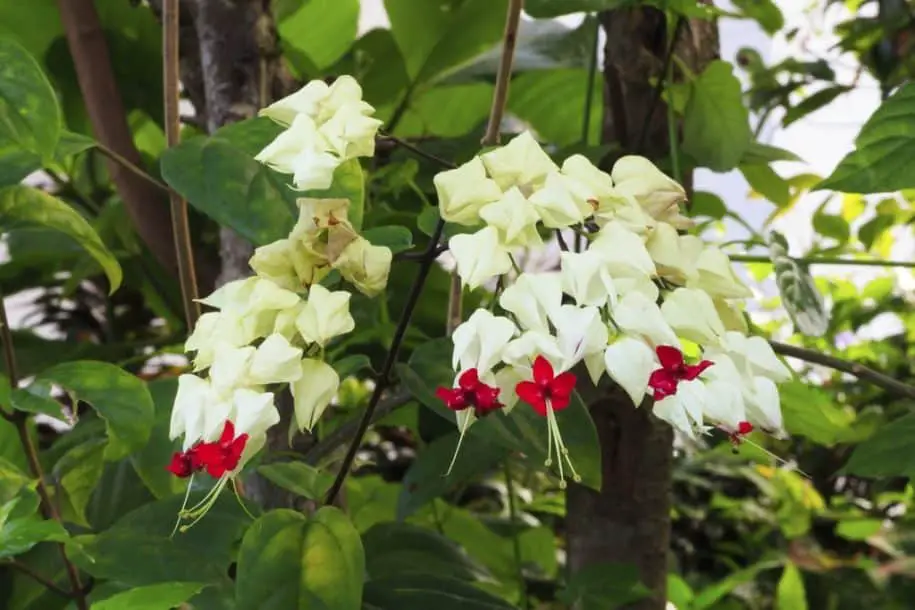 Clerodendrum-Cleoddendron