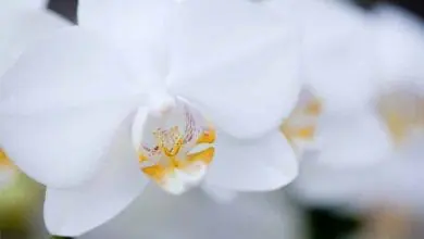 Cuidado de Orquídeas: Consejos prácticos y sencillos