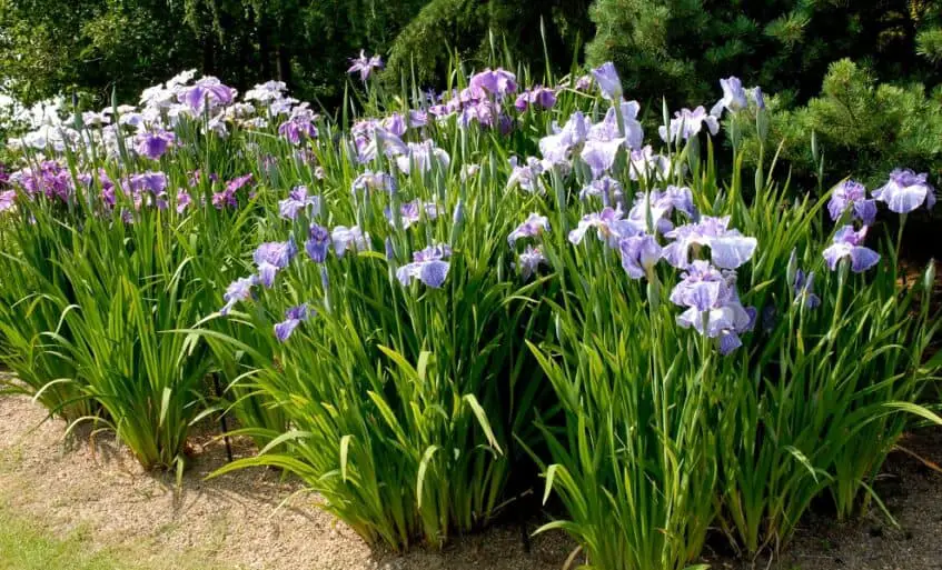 macizo de iris