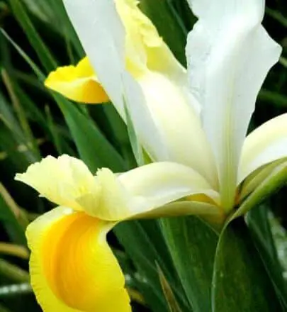 iris amarillo