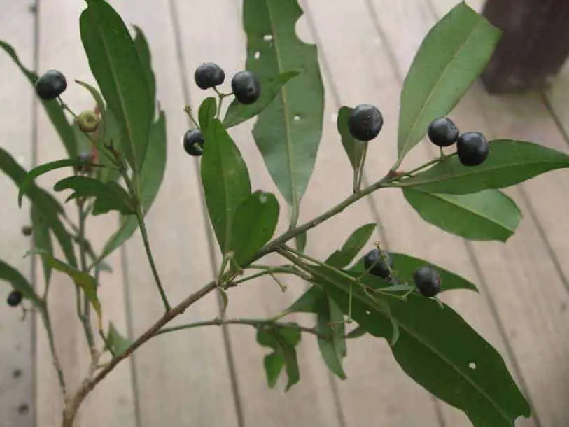 frutos negros de arisia