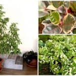 Mi ficus pierde las hojas ¿Por qué? 2 Ficha completa del Ficus