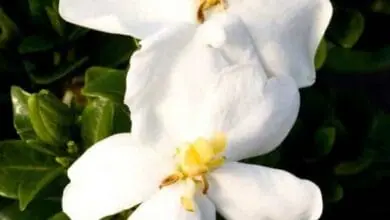 gardenia 'Kleim's Hardy'
