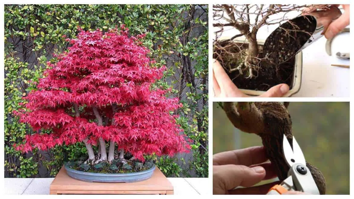 Cortador de bonsái Herramientas de jardinería Planta Rama de árbol Tij 