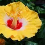 hibiscus-rosa-sinensis-amarillas