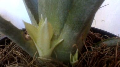 hijuelos de bromelias