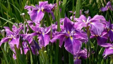 Iris, CUIDADOS, Cultivo y multiplicación del Iris