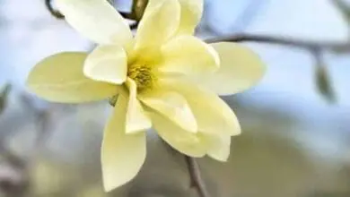 magnolia grandinflora ann pickard