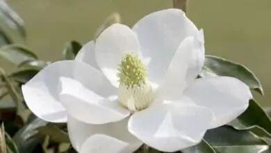 magnolia grandinflora workman