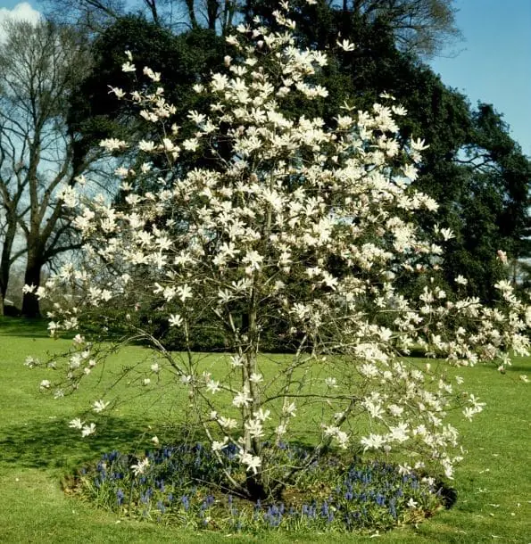 magnolia multiplicacion
