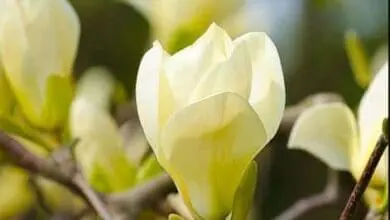 magnolia yellow river