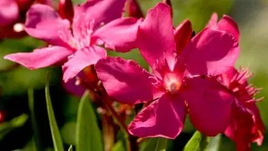 Adelfa, Laurel en flor o Balandre Cuidados del Nerium Oleander