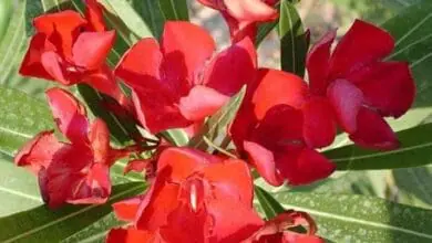 nerium oleander 'Petite Red'