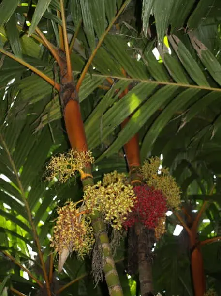 palmera de betel con frutos