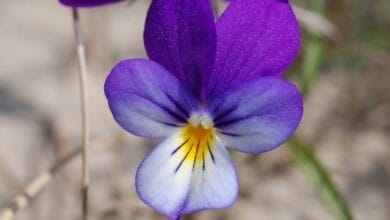 viola-tricolor-curtisii
