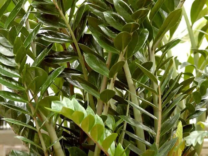 Zamioculcas zamiifolia-Zamioculcas