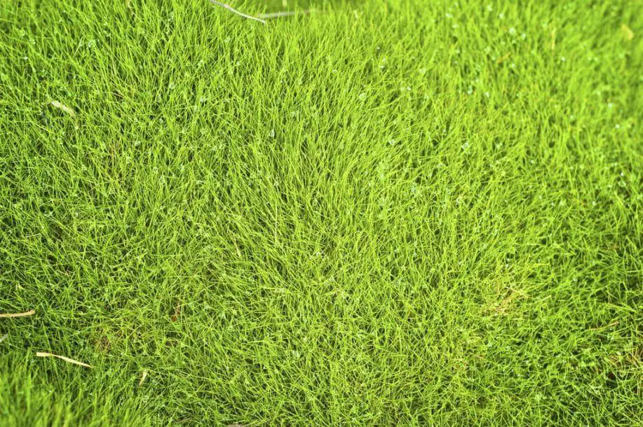 Césped o hierba Mascareña CUIDADOS del Zoysia tenuifolia