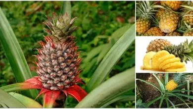 Piña, CUIDADOS, Cultivo y multiplicación del Ananas