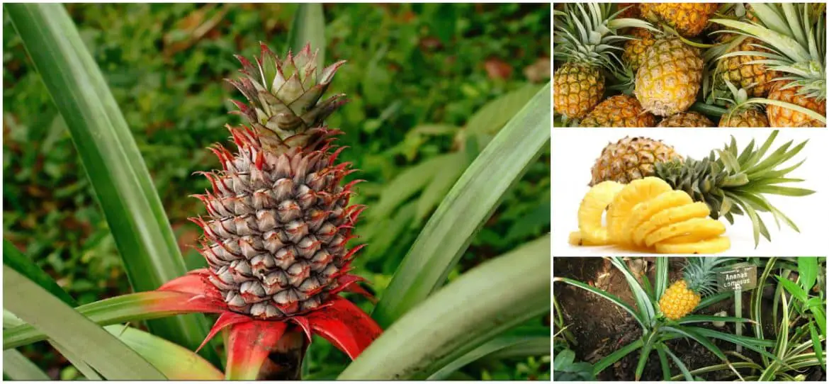piña-tropical-ananas