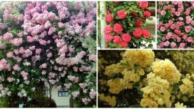 Rosas Trepadoras, CUIDADOS, Cultivo y multiplicación del Rosal trepador