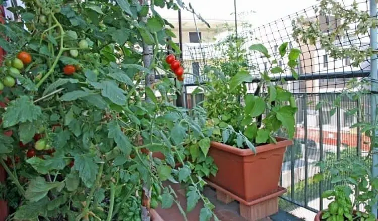 cultivar vegetales en el balcon
