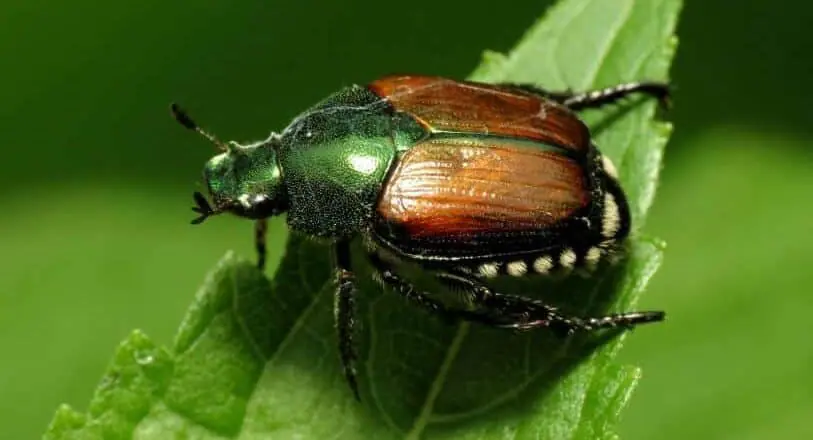 escarabajo japones