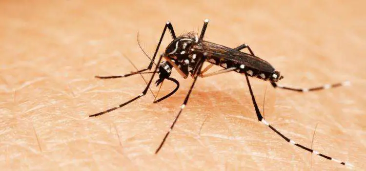 mosquitos otra de las plagas de verano