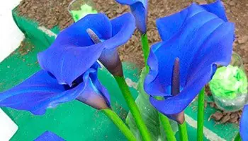 flor de alcatraz azul
