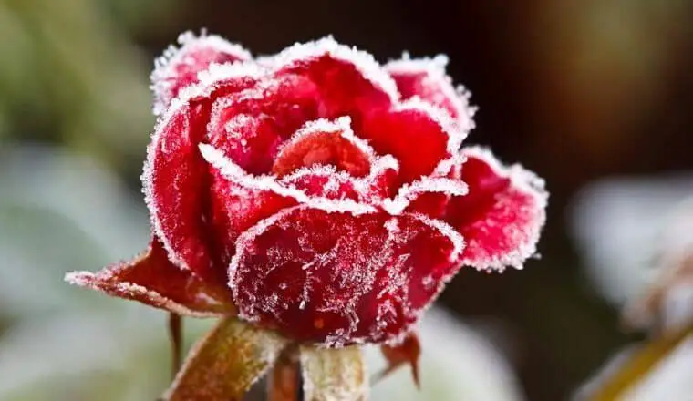 secretos para cultivar rosas en invierno