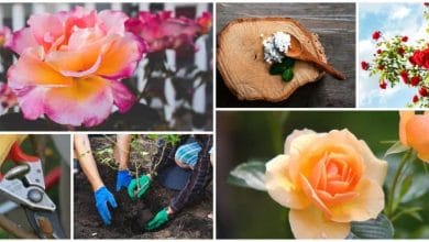10 Secretos para cultivar rosas con éxito