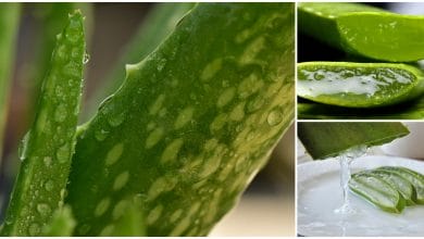 Por qué el Aloe Vera debería estar en tu jardín y la mejor manera de cultivarlo