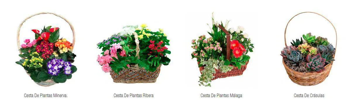 plant baskets 3