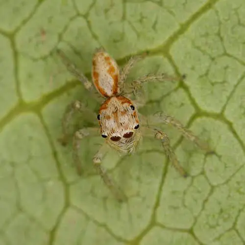 identificar arañas por sus movimientos