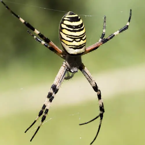 identificar arañas por sus patas