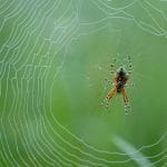 8 consejos para identificar arañas de jardín