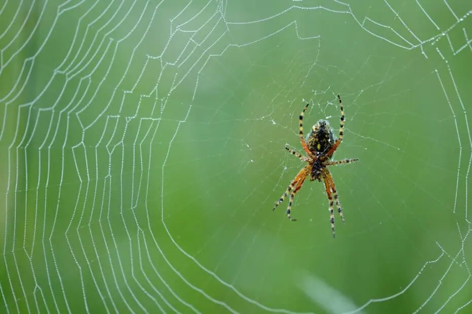 identificar arañas de jardín