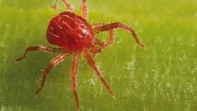 Araña Roja - Que es y como combatir este ácaro en las plantas