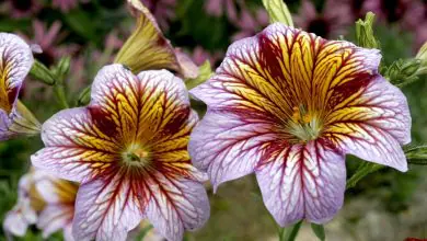 17 Flores multicolores o variegadas que puedes cultivar