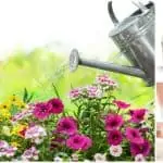 Tratar el agua de riego para tus plantas
