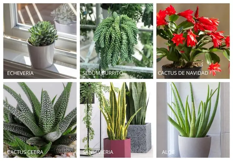 Plantas fáciles de cuidar_ plantas suculentas (2)