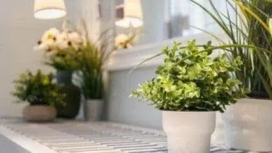 choice of indoor plants