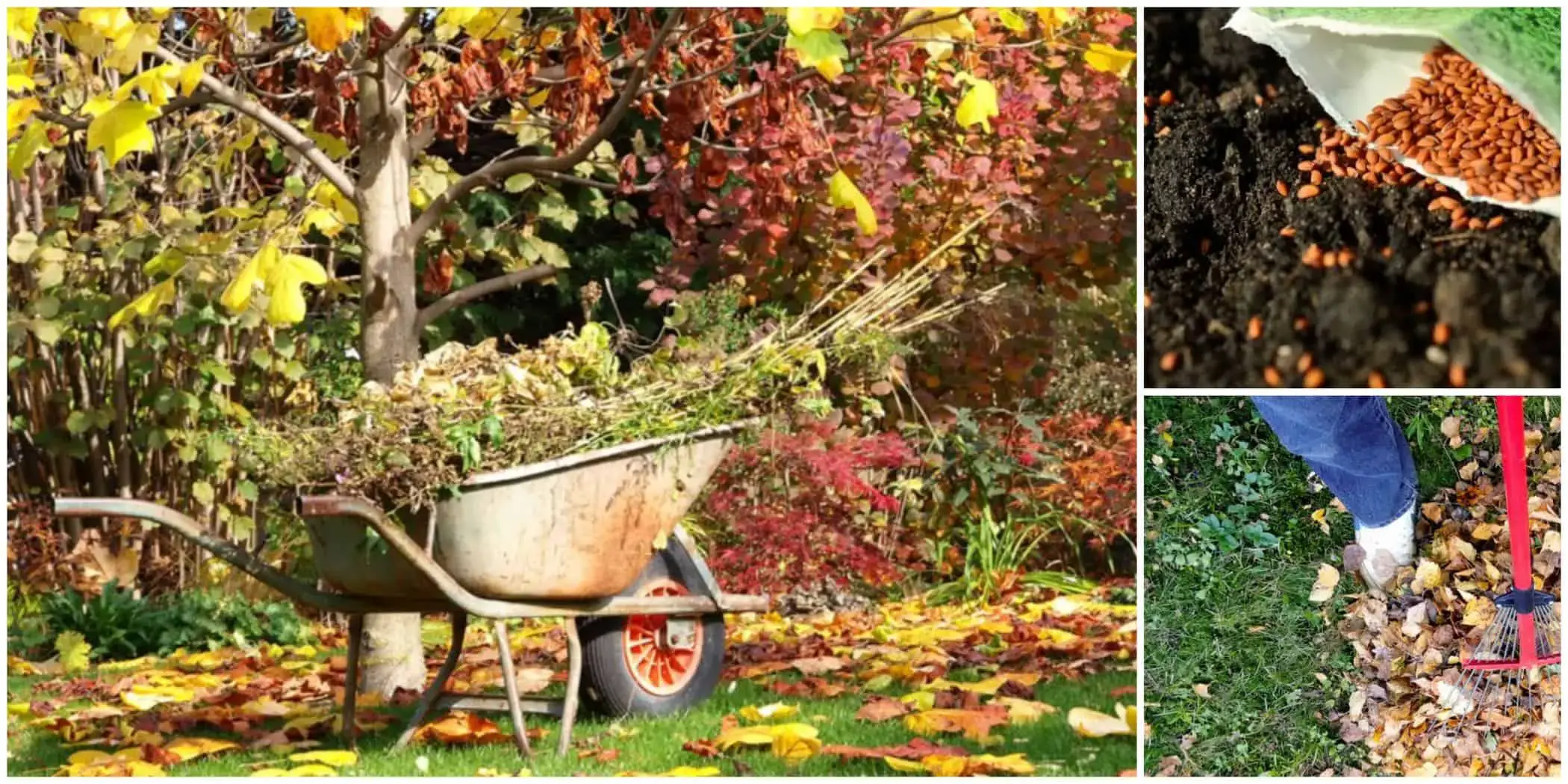 tareas de otoño en el jardin