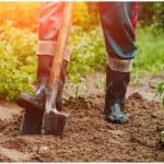 Pralinear las raíces de los árboles y arbustos 2 Cómo plantar árboles ornamentales correctamente