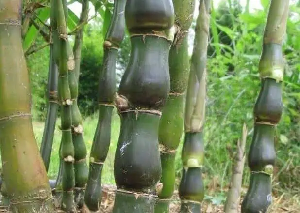 bambusa-ventricosa