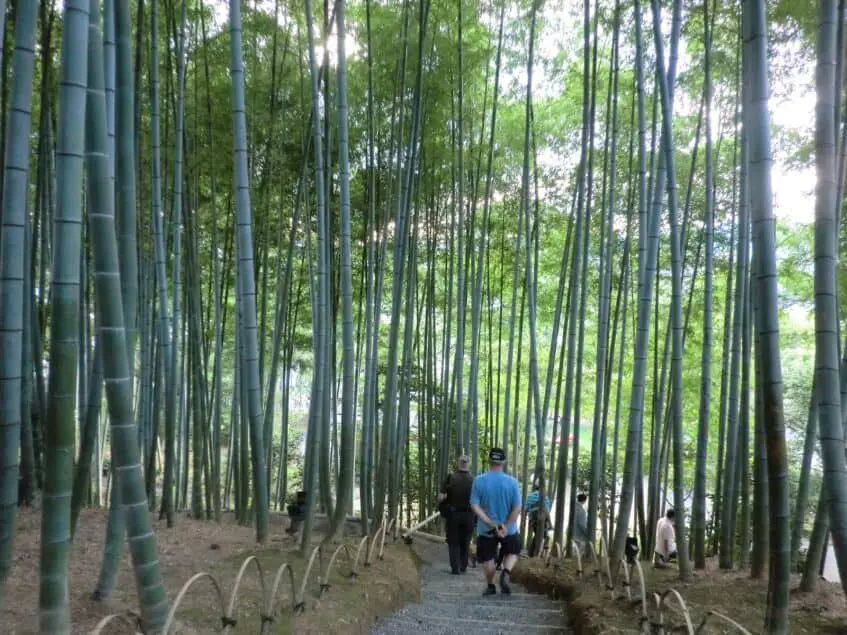 jardin-de-bambu-fuji