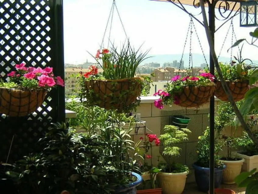 terraza con plantas